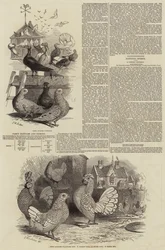 Galline e piccioni di fantasia